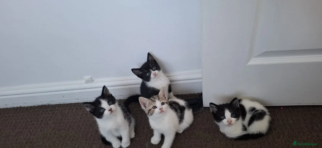 Mixed Breed cats for sale: 4 kittens for sale in Corby - Advert 2