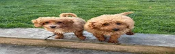 Cockapoo dogs for sale: Beautiful rich red cockapoos - Advert 17