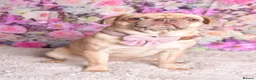 Pug dogs for sale: Kc registered pug  - Advert 3