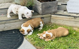 English Bulldog dogs for sale: LOGGERHEADS CHUNKY ENGLISH BULLDOG PUPPIES - Image 2