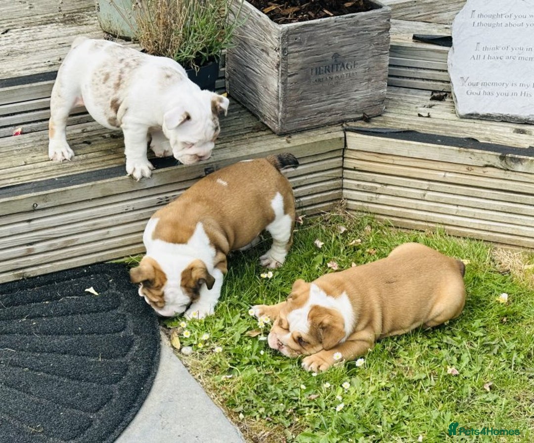 English Bulldog dogs for sale: LOGGERHEADS CHUNKY ENGLISH BULLDOG PUPPIES - Image 2