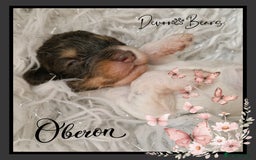 Cockapoo dogs for sale: Chunky health tested stunning English cockerpoos. - Image 1