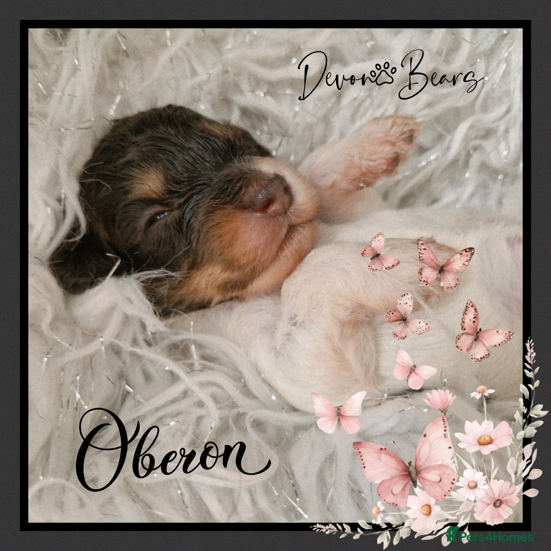 Cockapoo dogs for sale: Chunky health tested stunning English cockerpoos. - Image 1