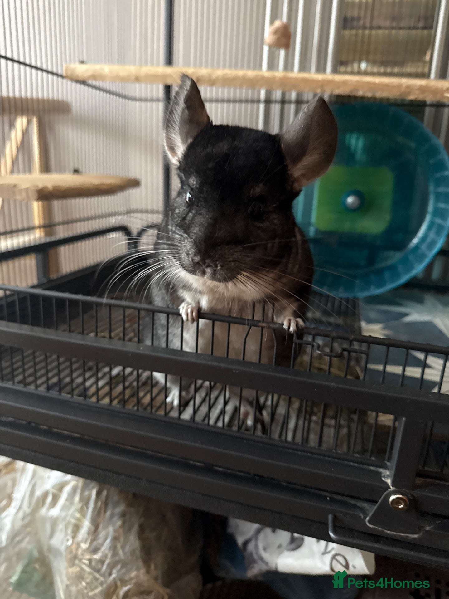 Chinchilla rodents Male chinchilla  - Advert 1