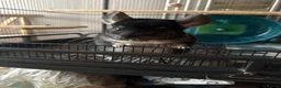 Chinchilla rodents for sale: Male chinchilla  in Oakham - Advert 1