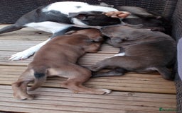 Staffordshire Bull Terrier dogs for sale: Gorgeous staffy pups  - Image 6