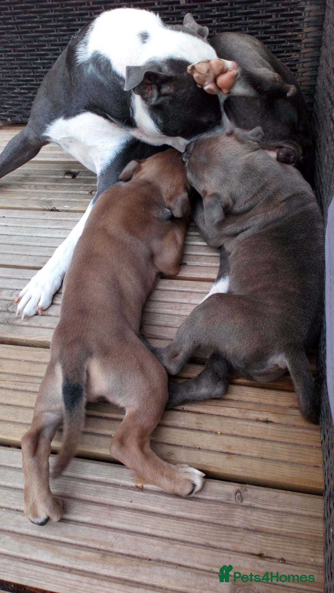 Staffordshire Bull Terrier dogs for sale: Gorgeous staffy pups  - Image 6