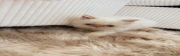 Persian cats for sale: Exotic long haired Persian kittens  in Bolton - Advert 3