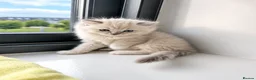 Ragdoll cats for sale: 🫶🏻Stunning Ragdoll Kittens–Ready to Reserve Now - Advert 2