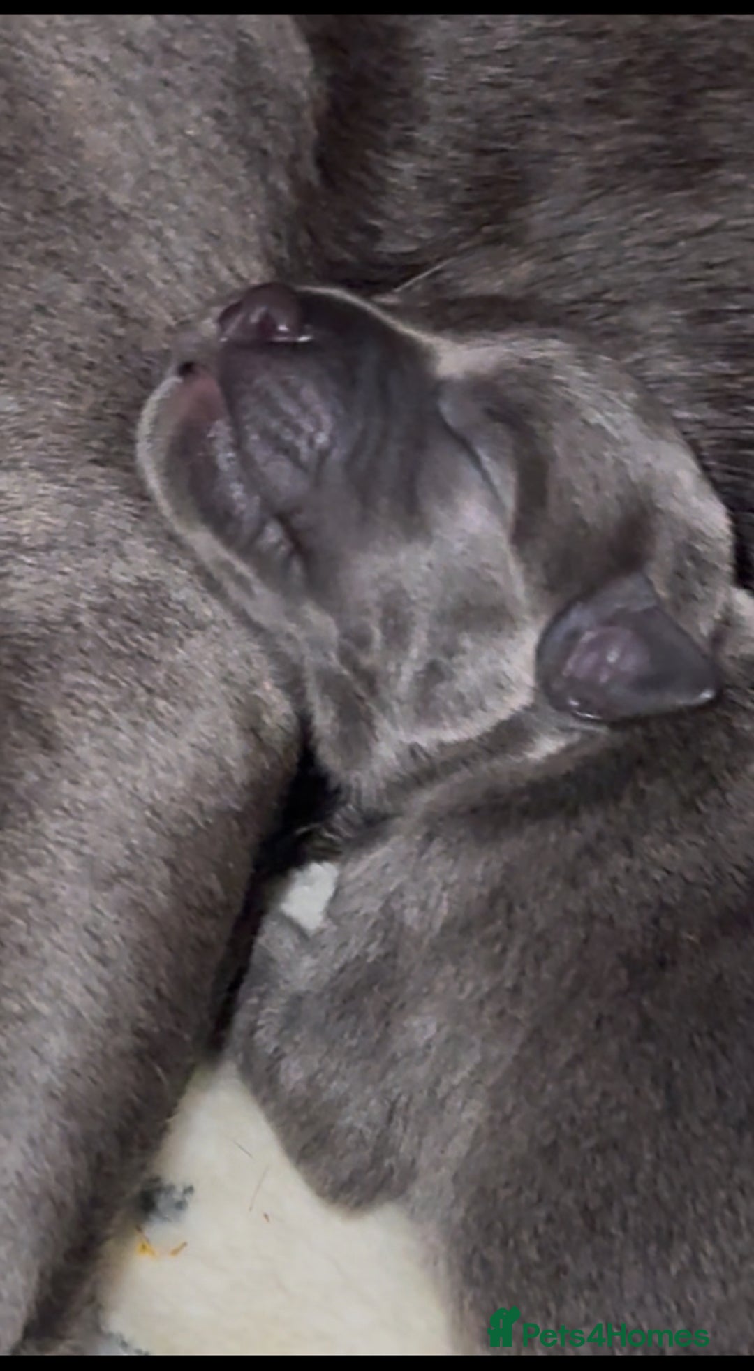 Staffordshire Bull Terrier dogs for sale: KC Blue Staffordshire Bull Terrier Puppies  - Advert 13