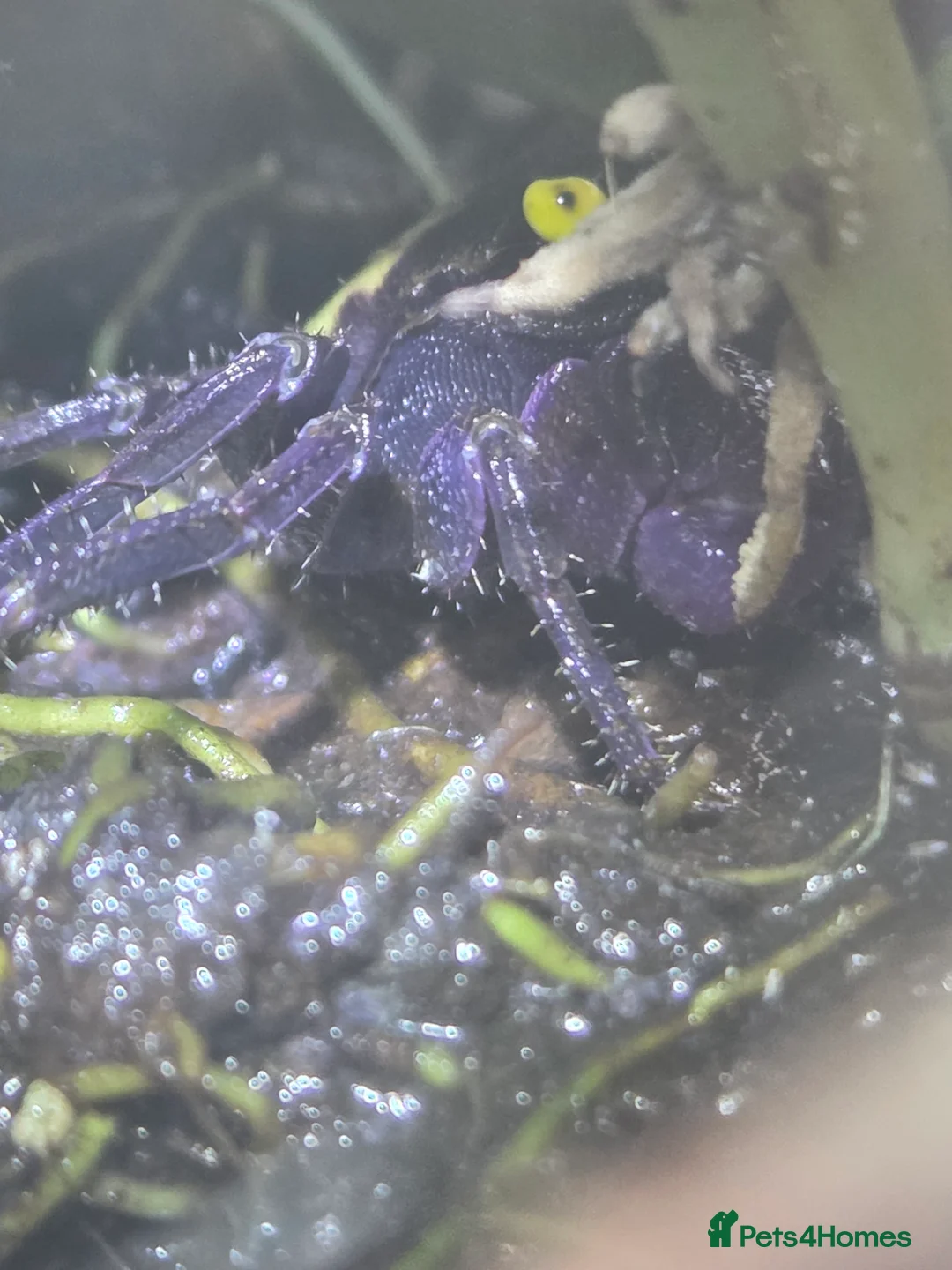 Crabs invertebrates for sale: Vampire crab set up  - Advert 2