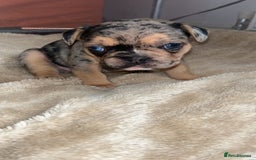 French Bulldog dogs for sale: French bulldog puppies fluffy carriers  - Image 9