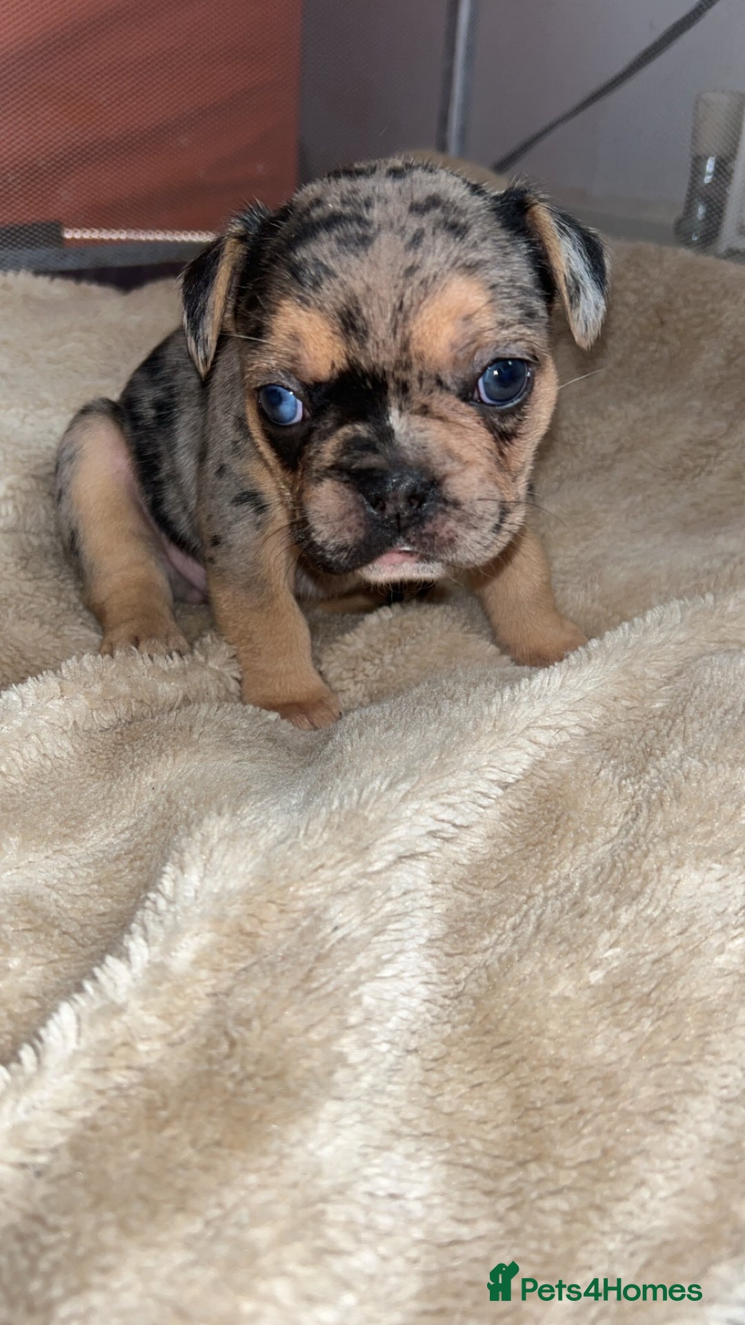 French Bulldog dogs for sale: French bulldog puppies fluffy carriers  - Image 9