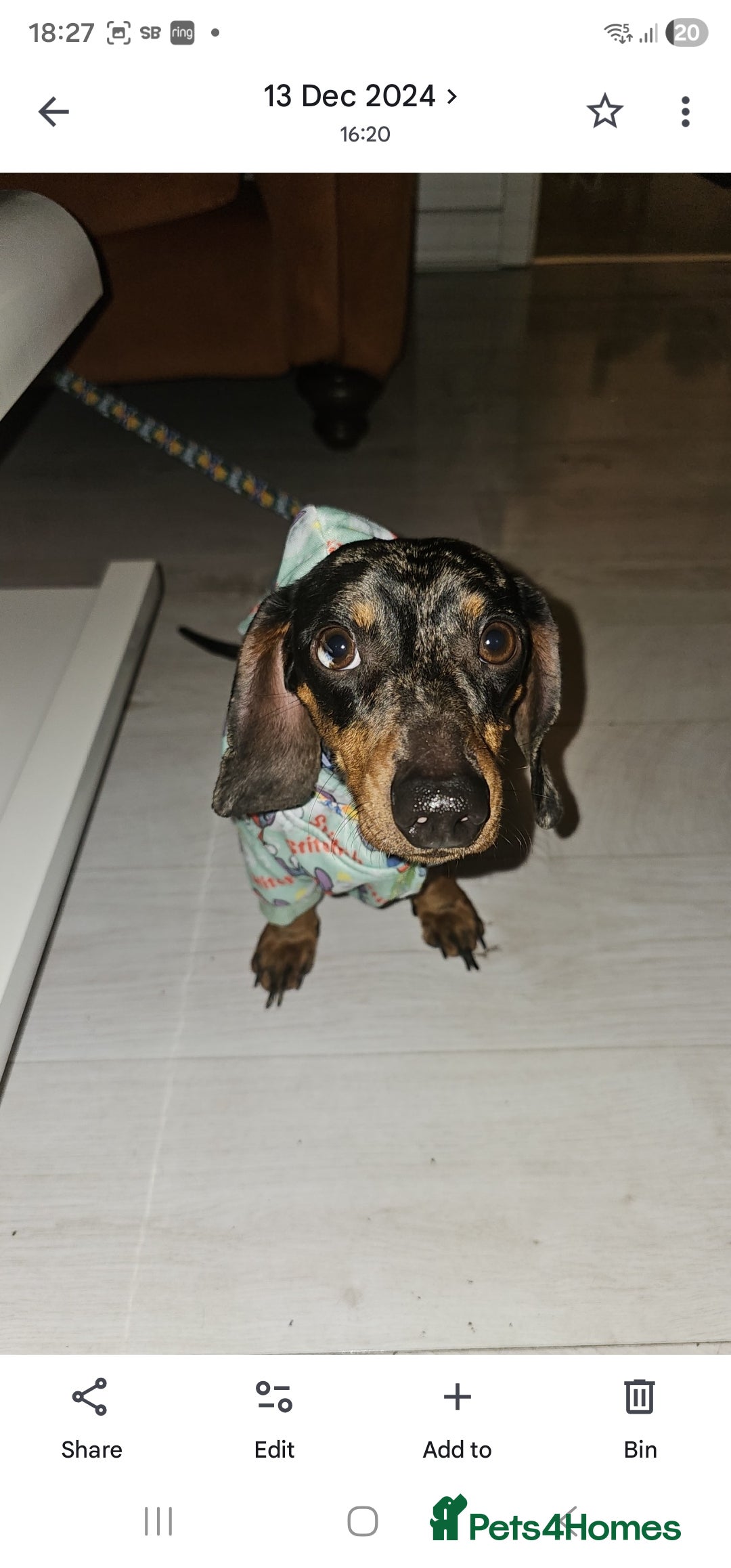 Dachshund dogs for sale: Dapple dachshund 3 year old - Advert 2