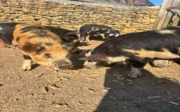 Pig livestock for sale: Gorgeous Kune Kune Piglets for sale - Image 5