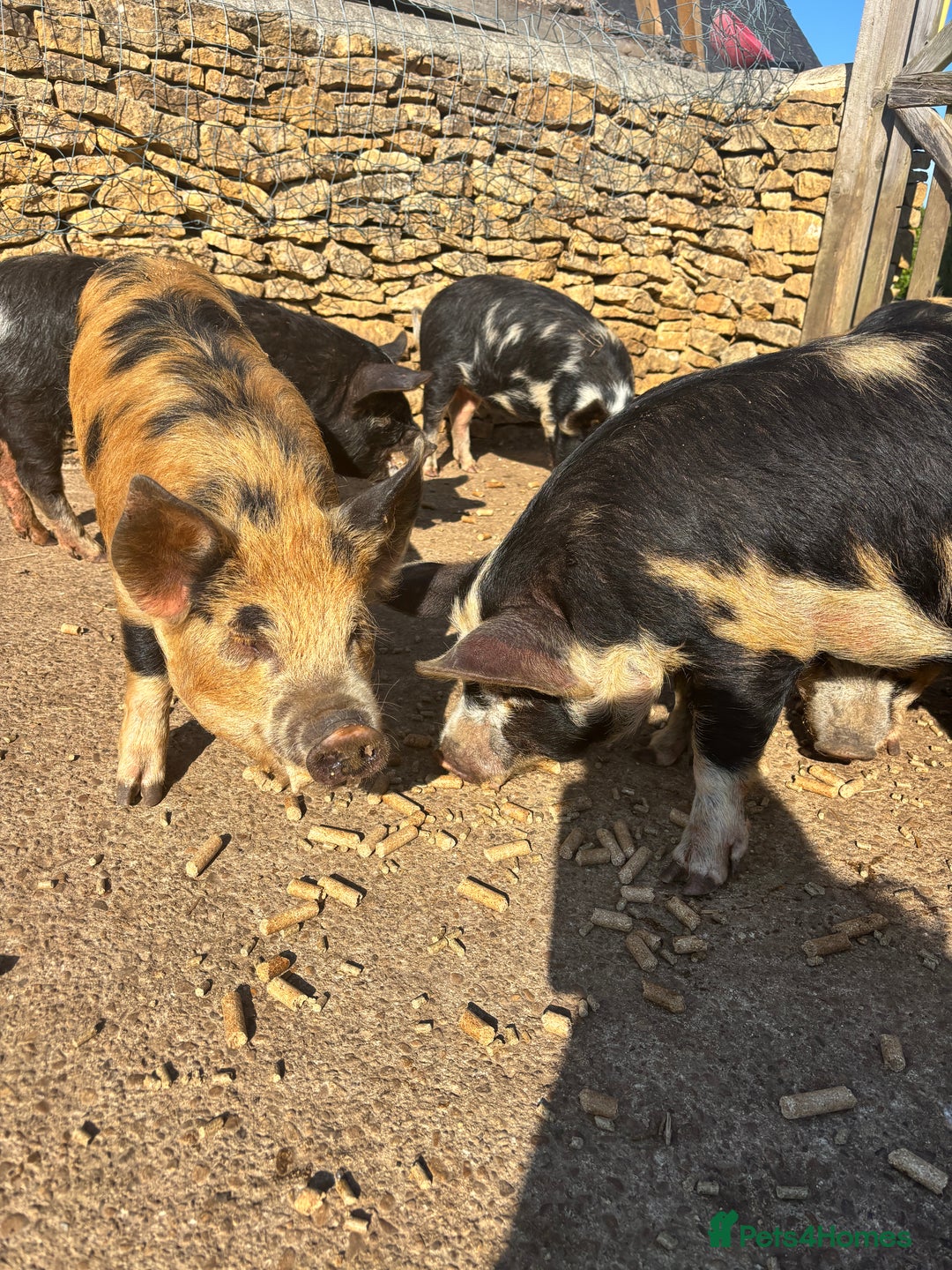Pig livestock for sale: Gorgeous Kune Kune Piglets for sale - Image 5