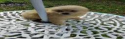 Pomeranian dogs for sale: Stunning palmeranian puppies for sale 8 weeks old. - Advert 3