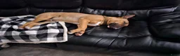 English Bull Terrier dogs for sale: Red and White  , English Bull Terrier  in Morpeth - Advert 2
