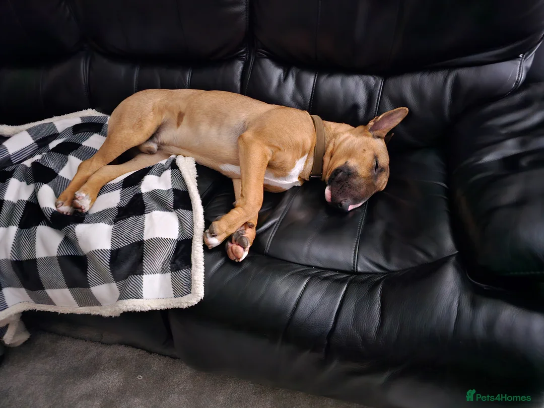 English Bull Terrier dogs for sale: Red and White  , English Bull Terrier  in Morpeth - Advert 2