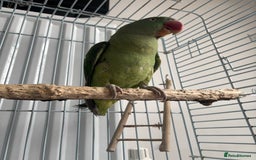 Parrots birds for sale: Alexandrine semi tame - Image 5
