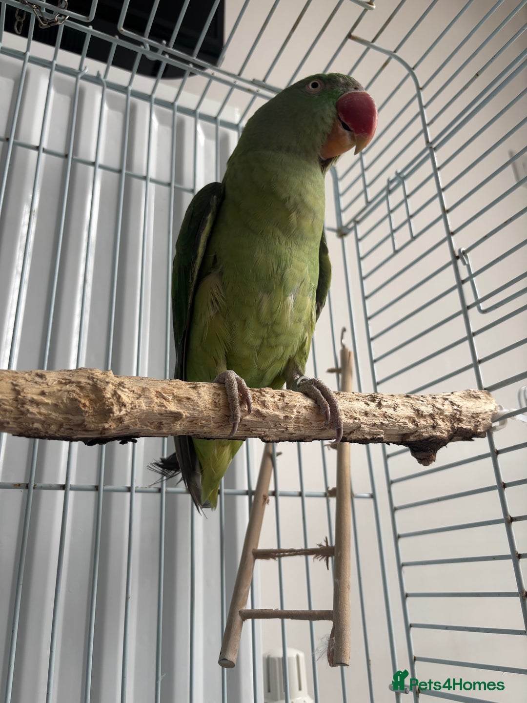 Parrots birds for sale: Alexandrine semi tame - Image 5