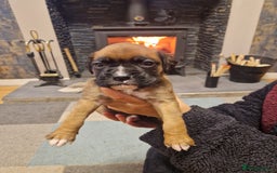 Boxer dogs for sale: Beautiful litter of KC reg bobtail boxer pups - Image 2