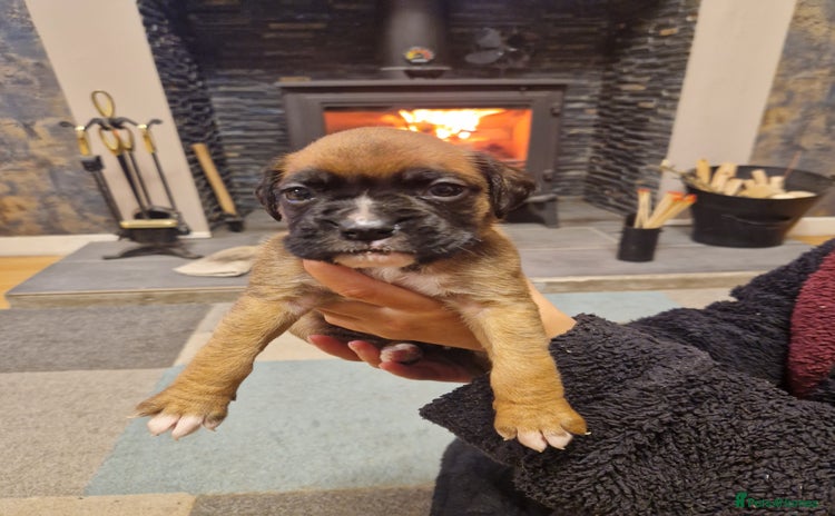 Boxer dogs - Advert 2