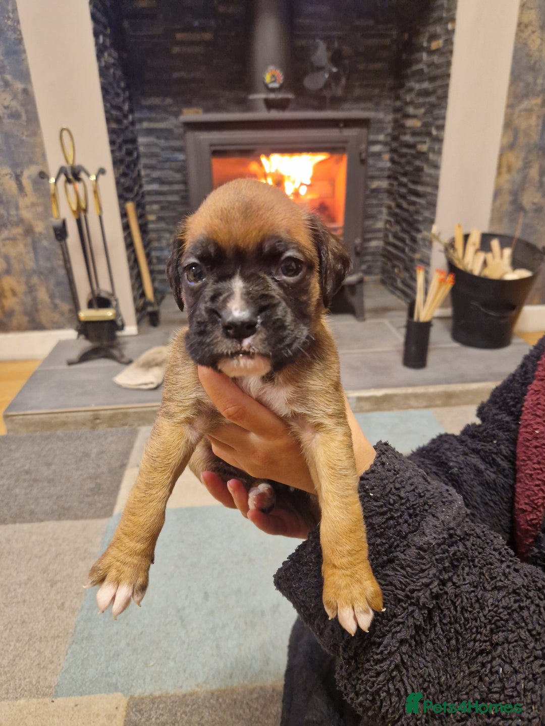 Boxer dogs for sale: Beautiful litter of KC reg bobtail boxer pups - Image 2