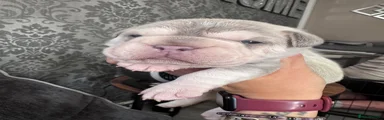 Ea husky 