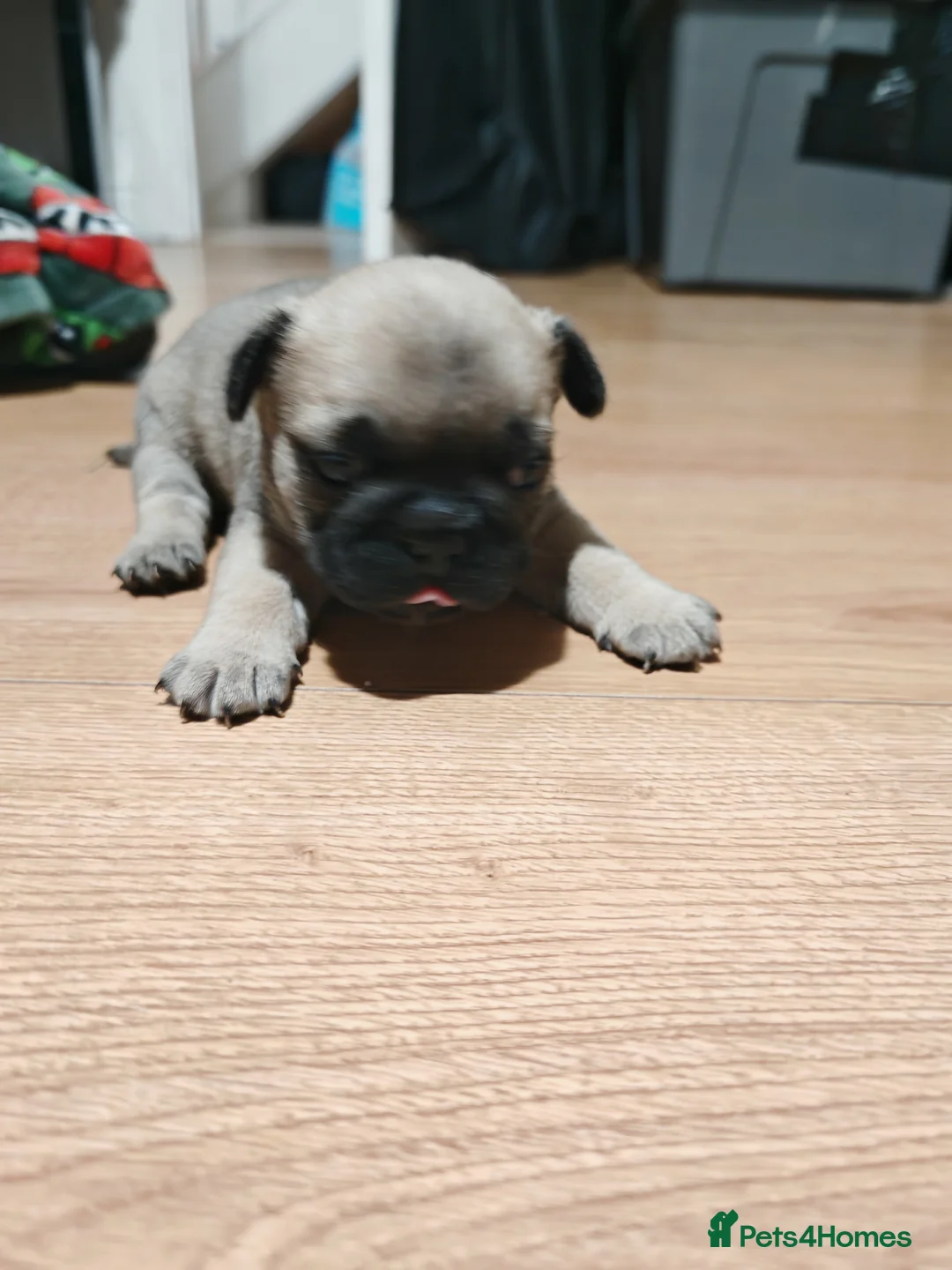 Frug dogs for sale: Frug puppies  - Advert 9