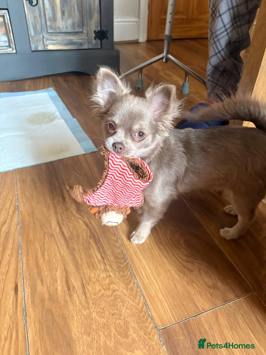 Chihuahua dogs for sale: Stunning long hair lilac chihuahua girl  - Advert 2