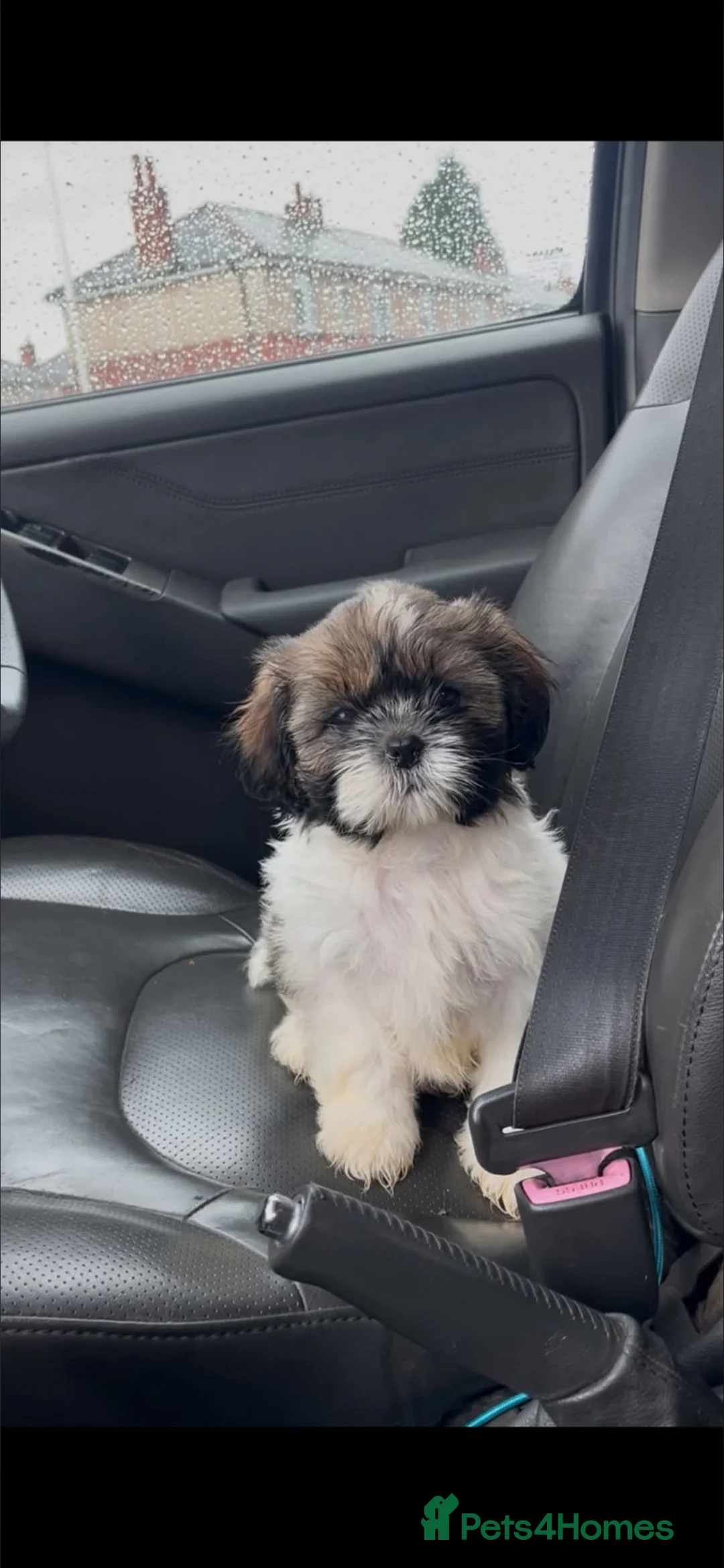Shih Tzu dogs for sale: Stunning Shih Tzu pups  - Advert 2
