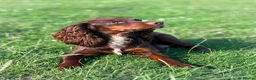 Cocker Spaniel dogs for sale: Gorgeous Chocolate Working cocker pups - Advert 10