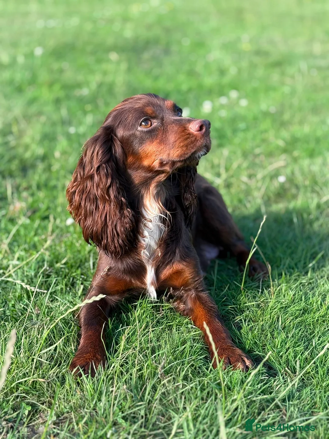 Cocker Spaniel dogs for sale: Gorgeous Chocolate Working cocker pups - Advert 10