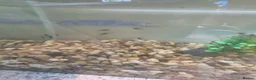 Plecos fish for sale: Bristlenose Plecos in Thetford - Advert 2