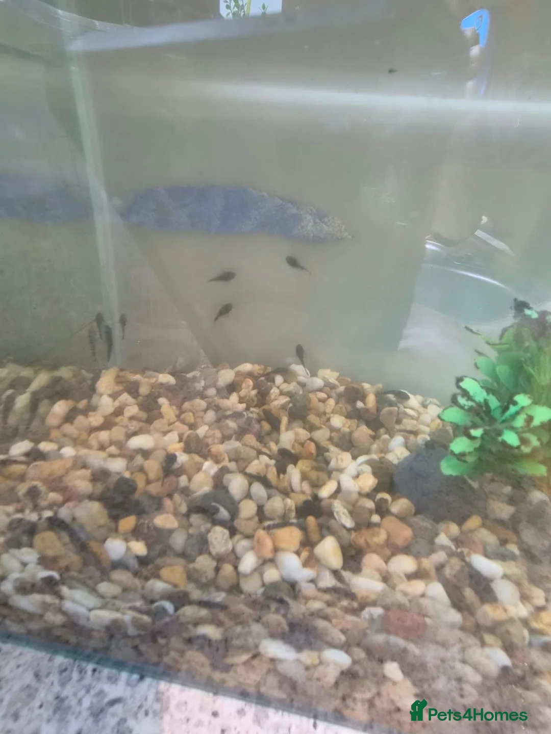 Plecos fish for sale: Bristlenose Plecos in Thetford - Advert 2