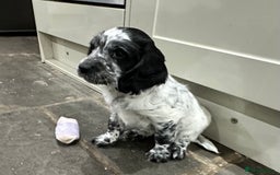 Mixed Breed dogs for sale: Fabulous Sprocker Pups - Image 1