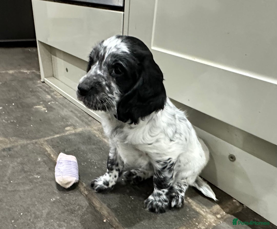 Mixed Breed dogs for sale: Fabulous Sprocker Pups - Image 1