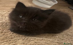 Mixed Breed cats for sale: For Sale: 5 Adorable Male Kittens 🐾 - Image 12