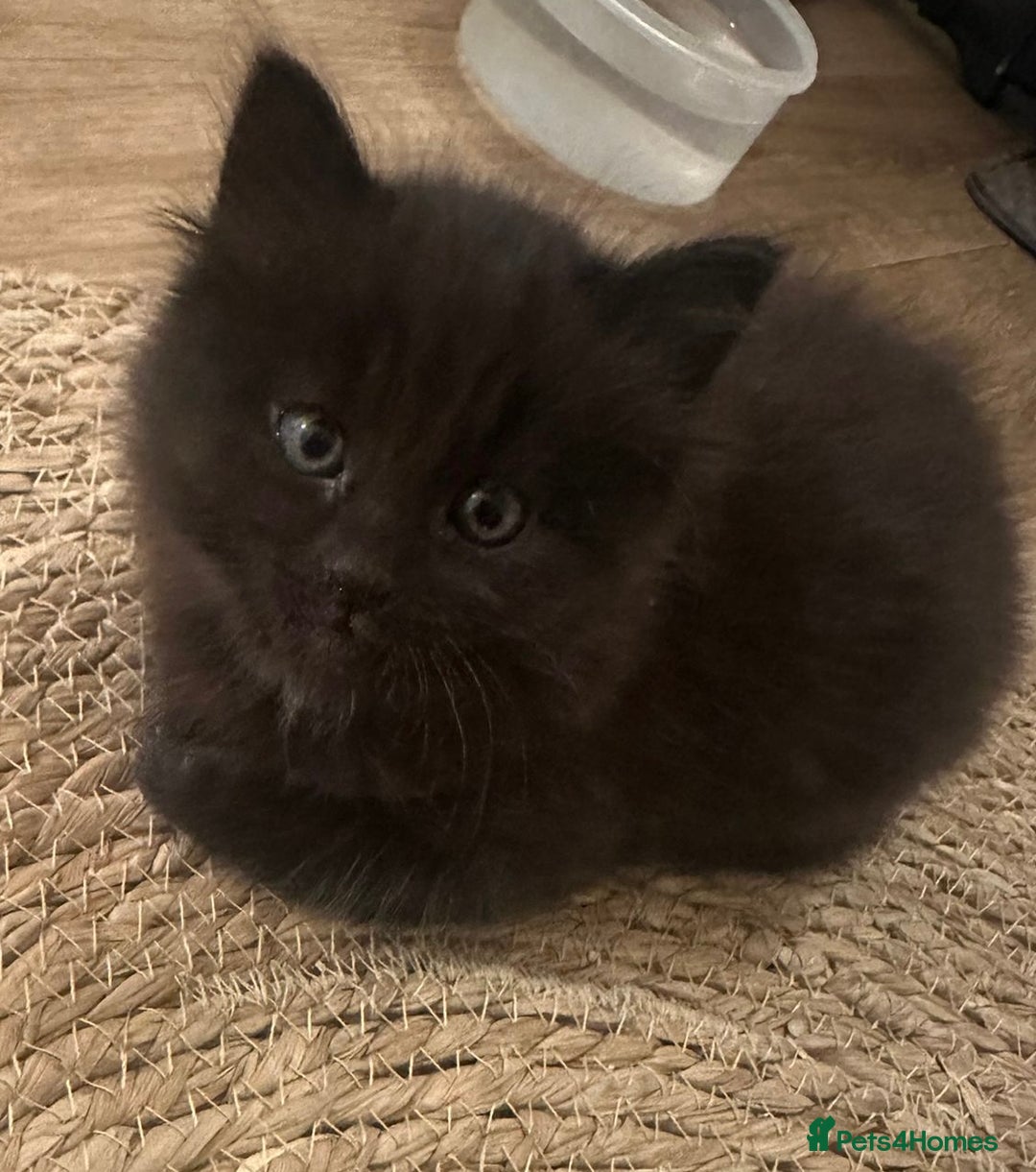 Mixed Breed cats for sale: For Sale: 5 Adorable Male Kittens 🐾 - Image 12