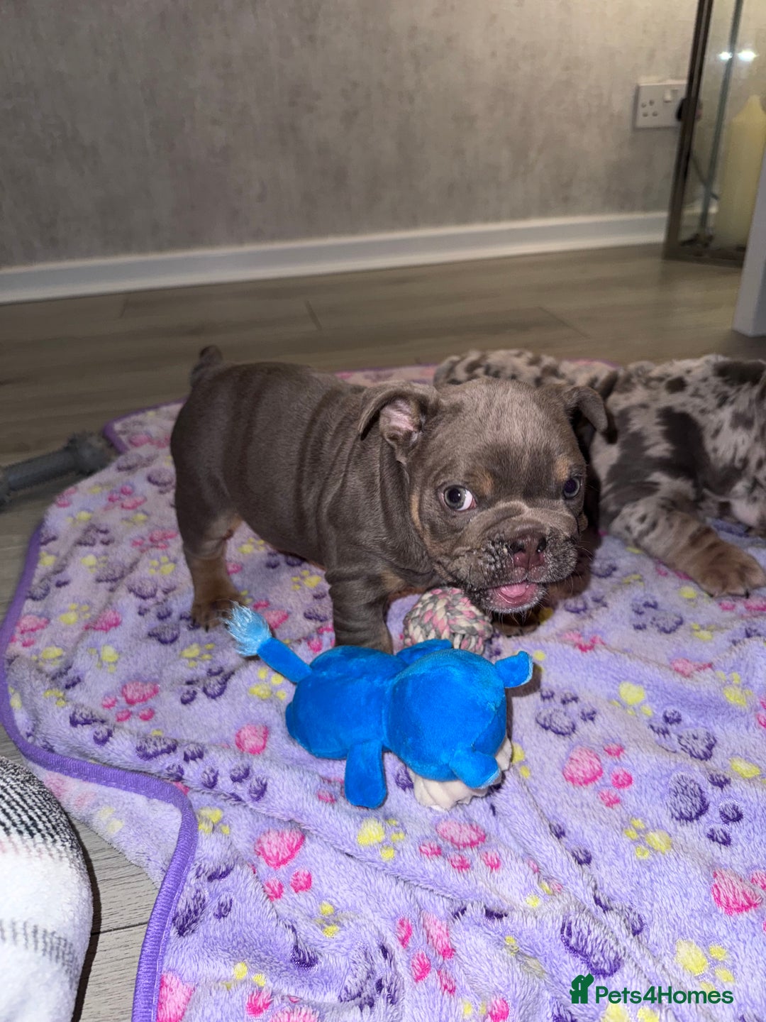 English Bulldog dogs for sale: Last little lady, English Bulldog  - Advert 10