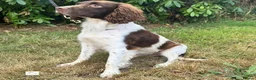 English Springer Spaniel dogs for sale: Flash - Fully Trained Pet Springer Spaniel - Advert 3