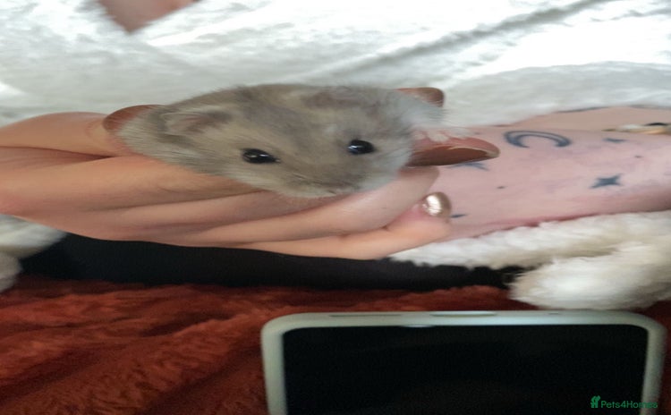 Hamster rodents - Advert 1