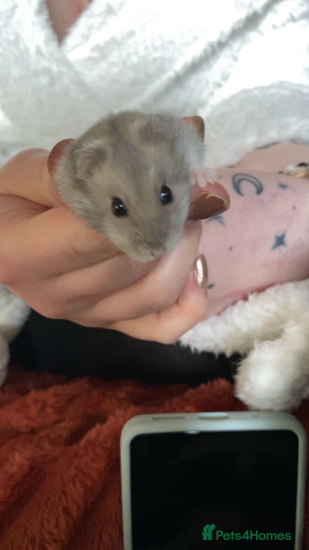 Hamster rodents for sale: Dwarf hamsters  - Image 1
