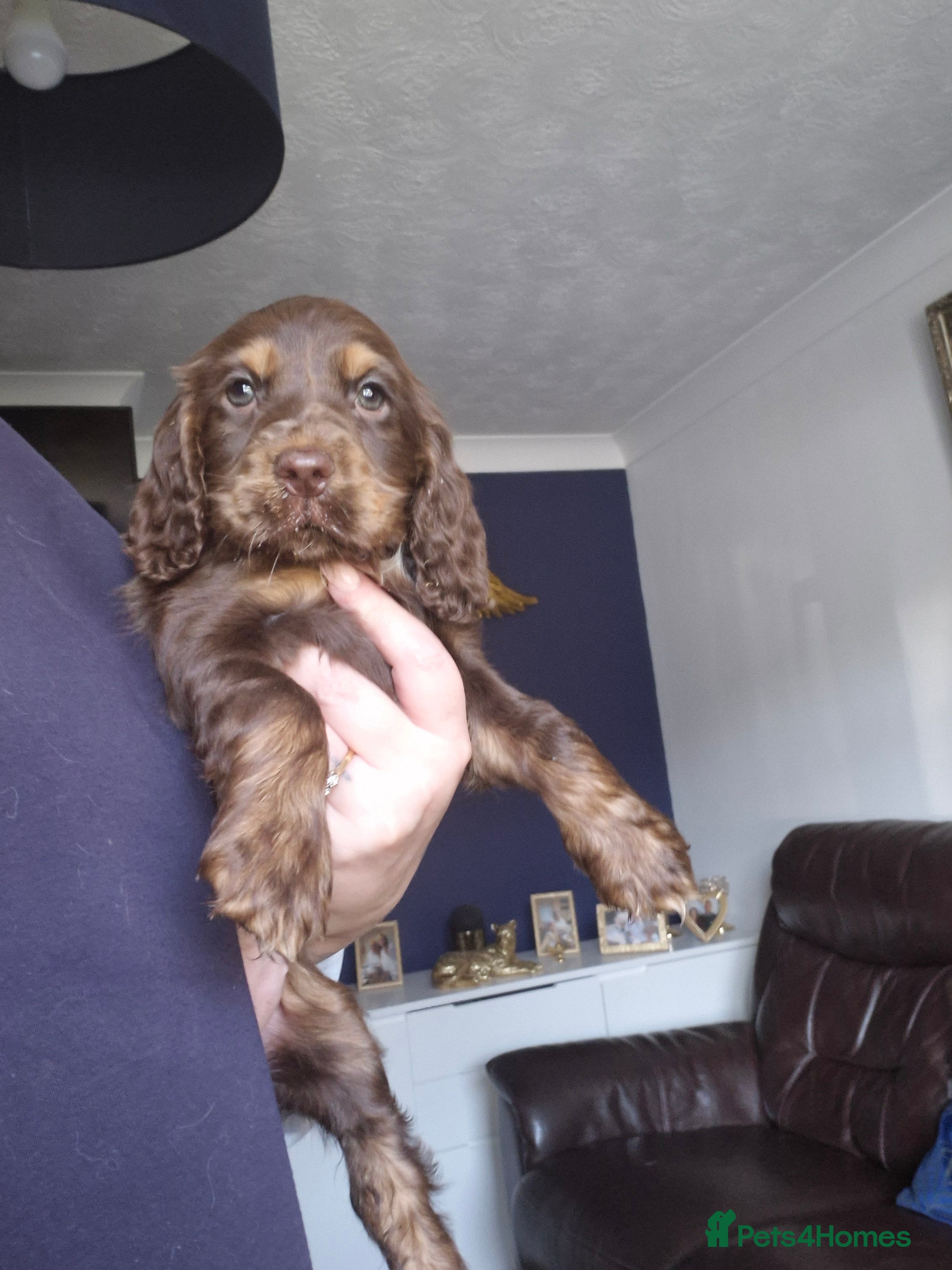 Cocker Spaniel dogs Chocol and tan & choc roan show cocker  puppies  - Advert 2