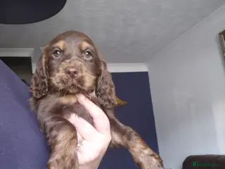 Cocker Spaniel dogs Chocol and tan & choc roan show cocker puppies - Advert 2