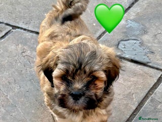 Lhasa Apso dogs One Adorable Lhasa Apso Pups KC reg GPRA Clear - Advert 2