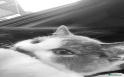 American Shorthair cats for sale: British shorthair cat - Advert 6