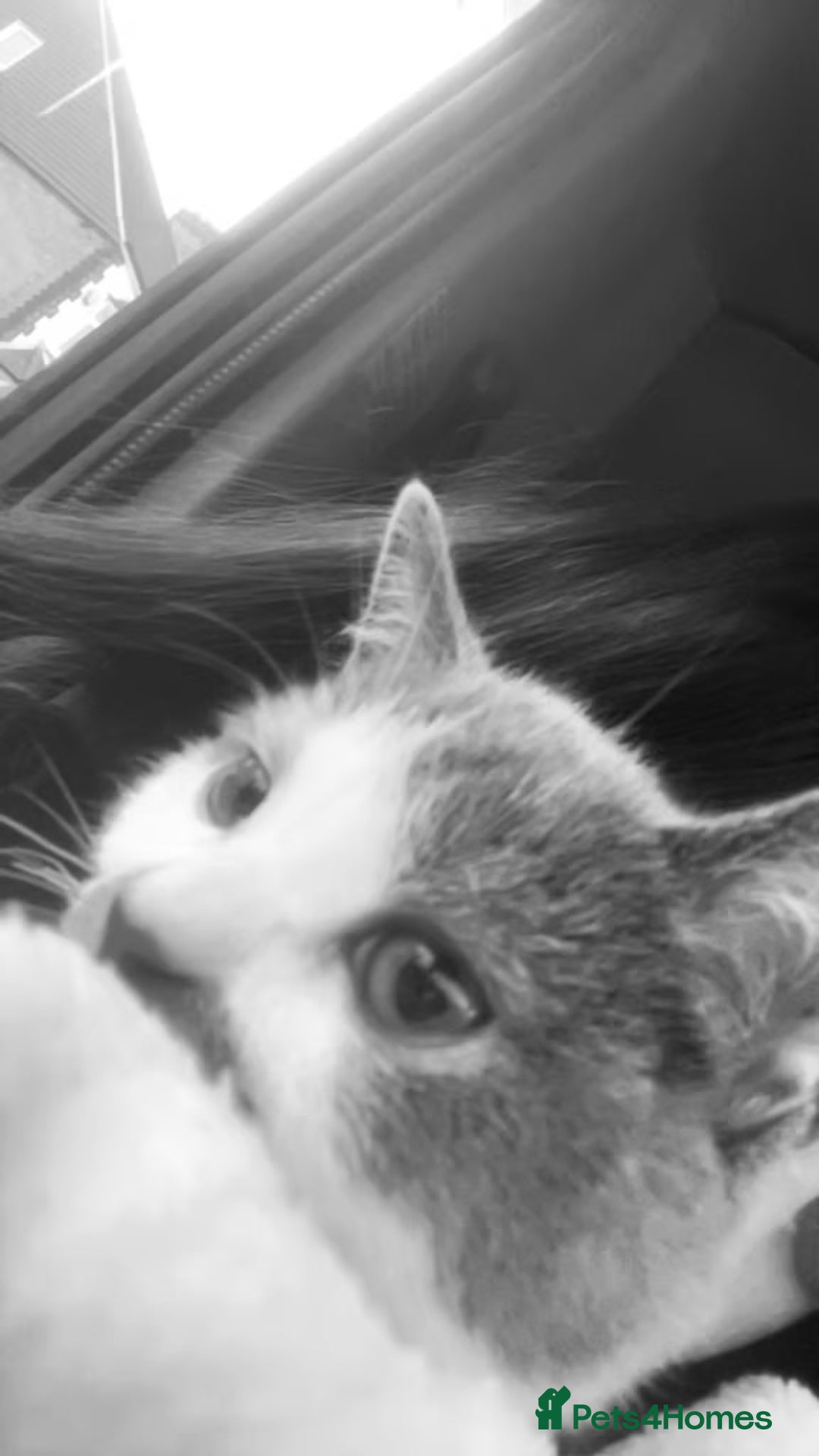 American Shorthair cats for sale: British shorthair cat - Advert 6