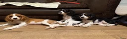 Cockalier dogs for sale: Beautiful litter ready to leave now 💕 - Advert 12